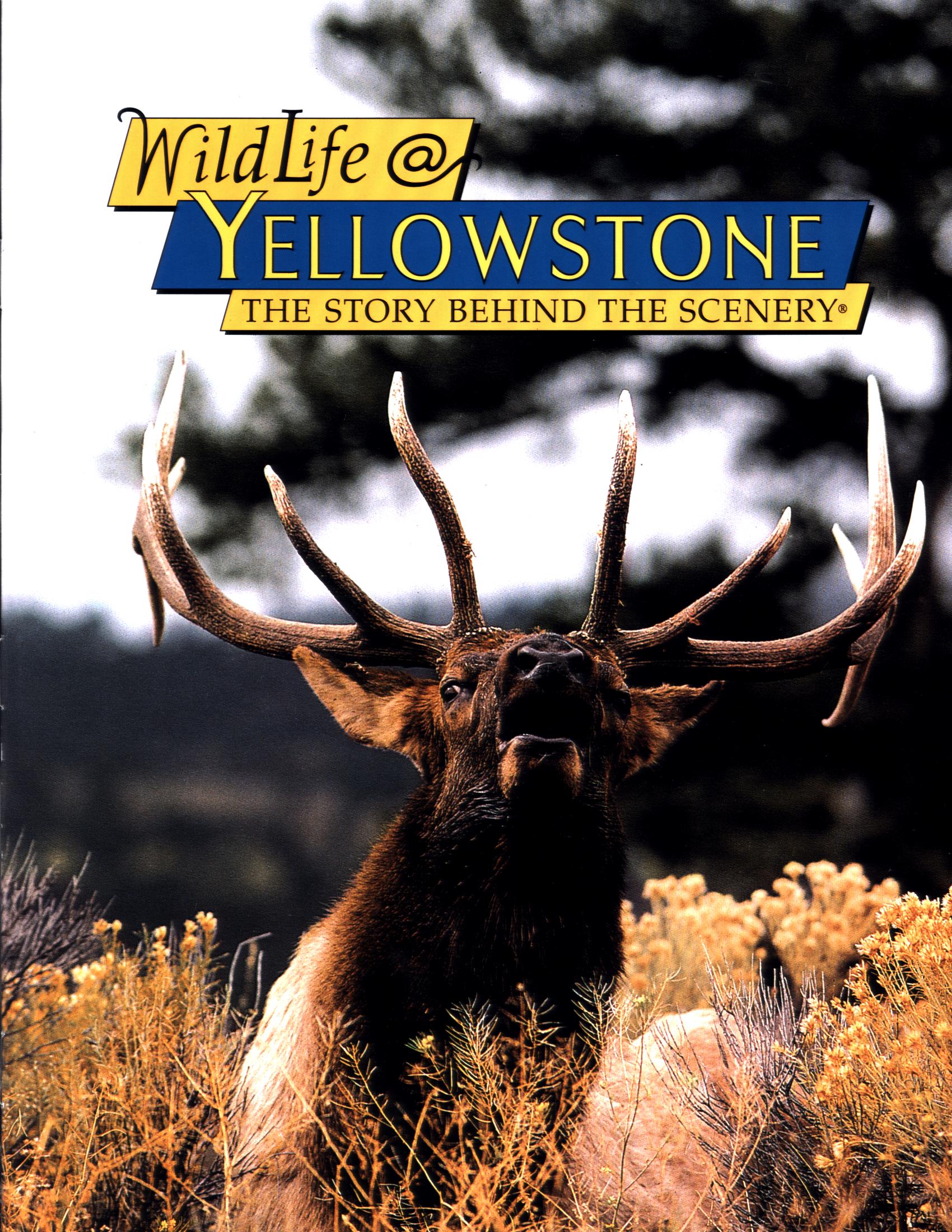 WILDLIFE @ YELLOWSTONE: the story behind the scenery (MT/WY/ID). 